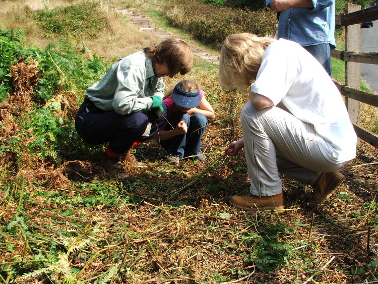 Looking for caterpillars