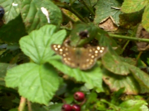 Speckled Wood by Amy