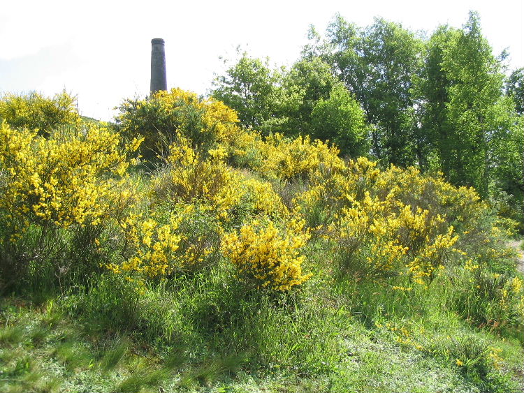 Broom in Flower