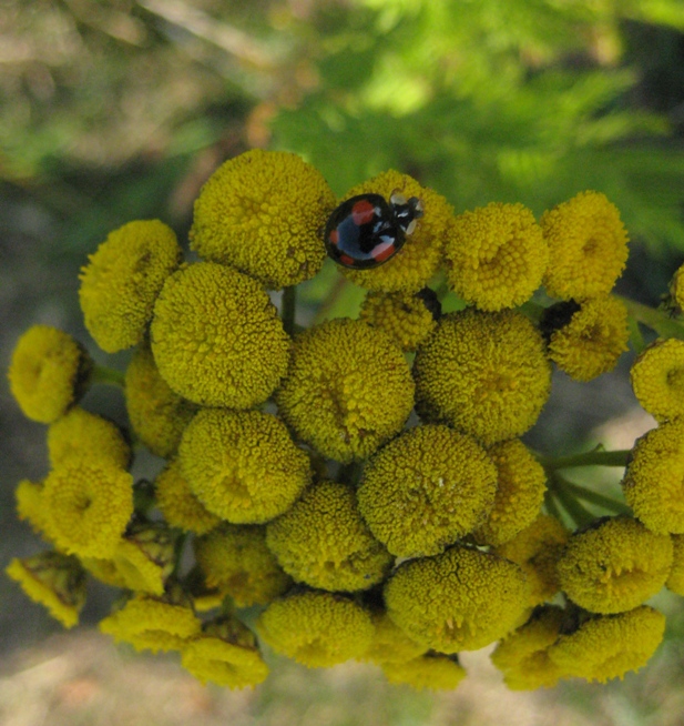 Harlequin ladybird on tansy - harmonia axyridis spectabilis