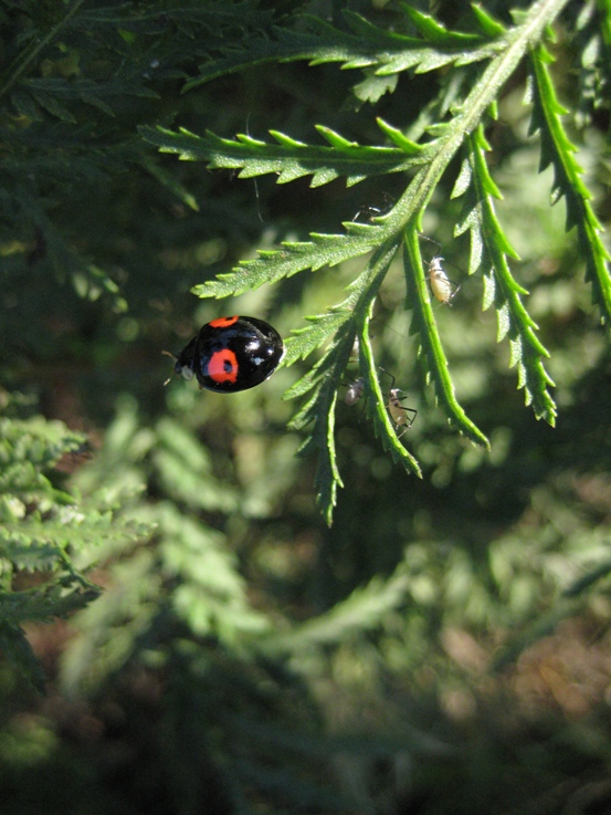 Harlequin ladybird and friends - harmonia axyridis conspicua