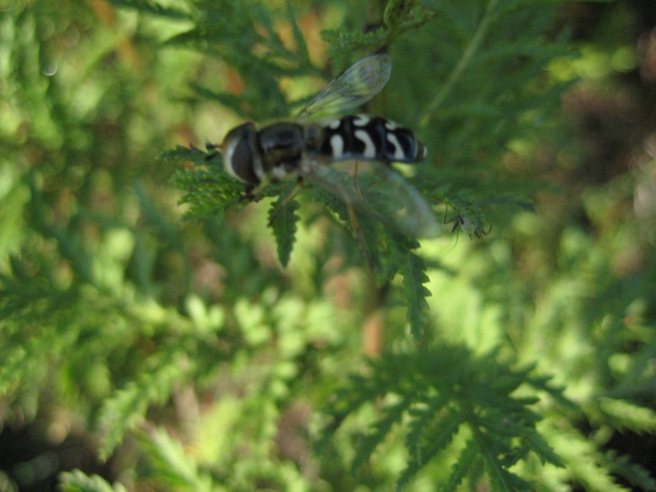 hoverfly on tansy - scaeva pyrastri