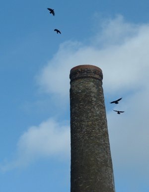 Crows at the chimney